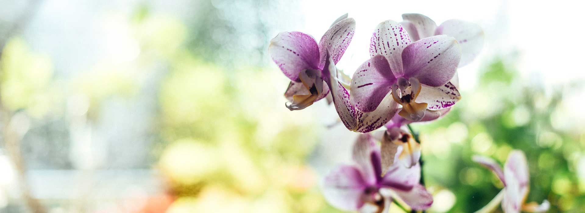 Sun & Fun Wellness-Center - Produkte